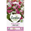 OEILLET POETE DOUBLE GONDIAN