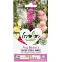 ROSE TREMIERE DOUBLE GONDIAN