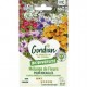 MEL FLEURS ANNUEL ROCAIL GONDIAN