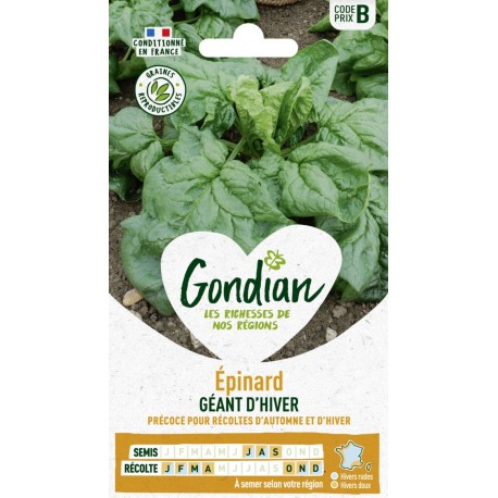 EPINARD GEANT HIVER GONDIAN
