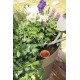 POT D'IRRIGATION EN TERRE CUITE