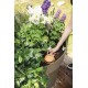 POT D'IRRIGATION EN TERRE CUITE